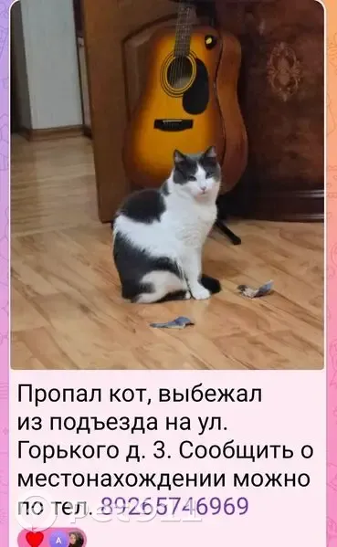 Пропал кот, улица Ворошилова, 135, Серпухов - выбежал в подъезд - photo