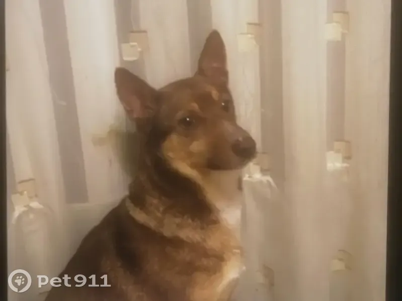 Пропала собака, улица Некрасова, 16, Реутов - вырвалась из шлейки - photo