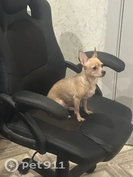 Пропала собака, Библиотечная улица, 15, Волгоград - светло-коричневый окрас - photo