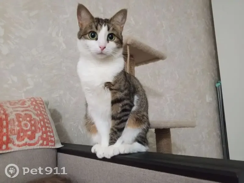 Пропала кошка, улица Дьяконова, 42, Нижний Новгород - левая лапа темная, правая белая - photo