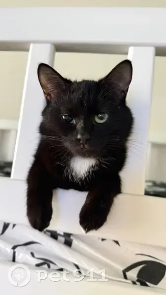 Пропала кошка, 5-я Заозёрная улица, 36, Омск - черный окрас с белыми пятнами - photo