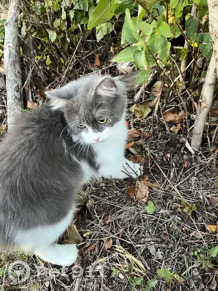 Пропала кошка, 97, Тихорецк - серо-белый окрас, пушистый хвост - photo