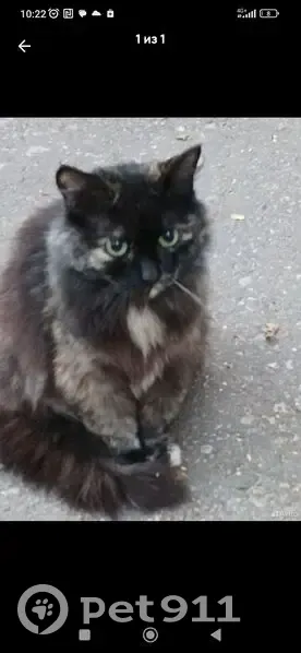 Пропала кошка, Зелёная улица, 1, Каменка - пушистая, трехшерстная - photo