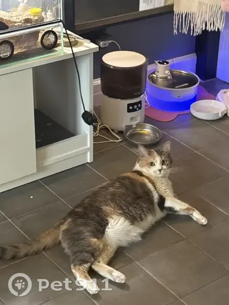 Пропала кошка, Парковая улица, 24, Загорянский - трехцветная, крупного телосложения - photo