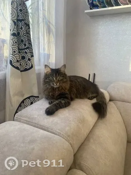 Пропал кот, Карадырская улица, 6, Магнитогорск - пушистое брюшко и хвост - photo