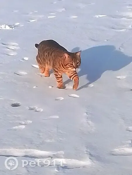 Пропал кот Тайсон, Песчаная улица, Бузулук - след от ошейника - photo