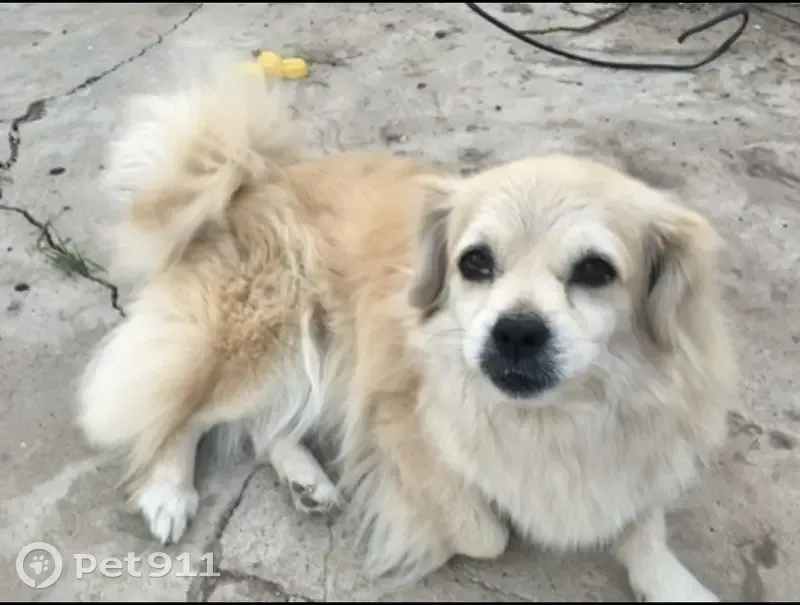 Пропала собака, женская, Садовый переулок, 11, Котельниково - пожилая, плохо видит и слышит - photo