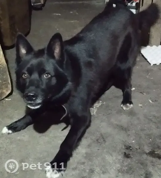 Пропал собака, Цветочный проезд, Алатырь - черный с подпалинами - photo