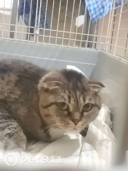 Найдена кошка, Опалихинская улица, 19, Екатеринбург - photo