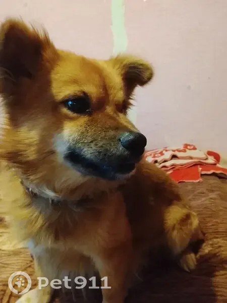 Пропал собака, улица Ленина, 215, Серов - рыжего цвета, зелёный ошейник - photo