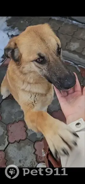 Пропала собака, 2-я Колхозная улица, 7, Казань - кличка Шарлотка - photo