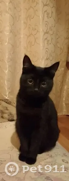Пропала кошка, Зелёная улица, 2, Йошкар-Ола - чёрный окрас, откликается на Багиру - photo