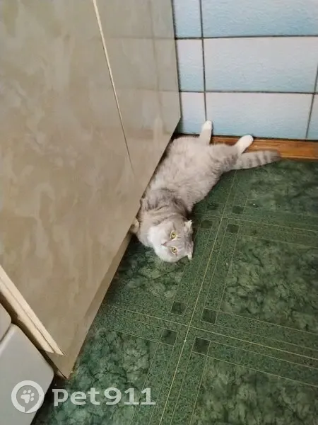 Пропала кошка, Восточная улица, 1, Алексин - серо-бежевого окраса, вислоухая - photo