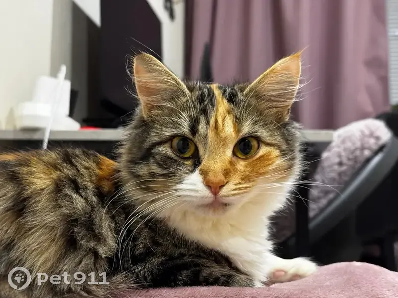 Пропала кошка, улица Чехова, 57, Таганрог - трехцветная с кисточками на ушах - photo