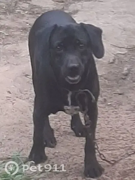 Пропал собака, Медногорская улица, 124, Астрахань - чёрного цвета с белой полосой - photo