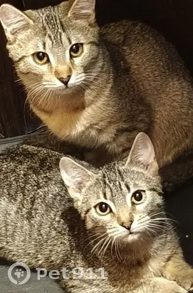 Пропала кошка, Фестивальная улица, 8А, Апатиты - двое серо-коричневых котят - photo