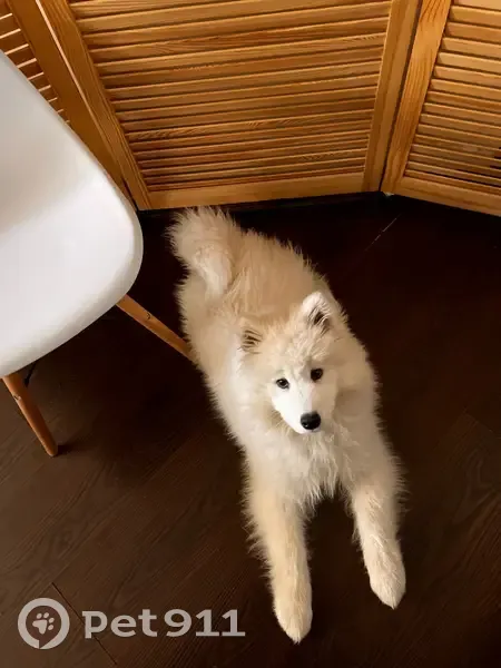 Пропала собака, проспект Победы, Челябинск - забрал мужчина на белой приоре - photo