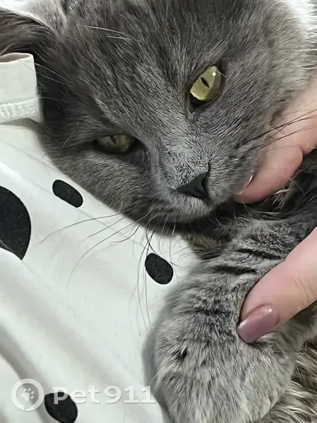 Пропал кошка, улица Л.Толстого, Полтавский, Трудобеликовский - серый котик с пушистым хвостиком - photo