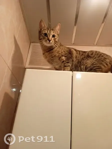 Пропала кошка, улица Калинина, 29/11, Малаховка - короткошёрстная, домашняя - photo