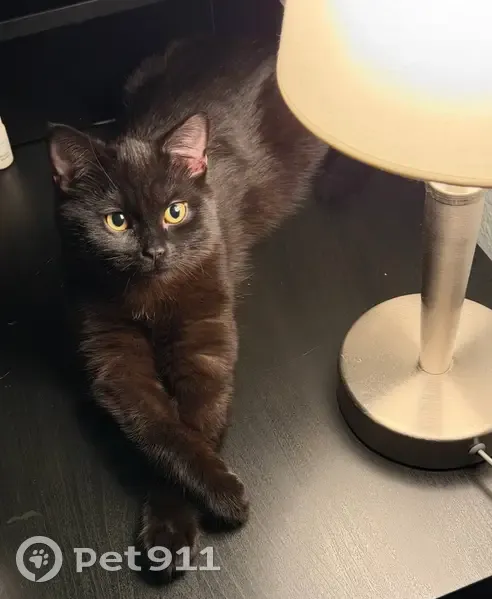 Пропала кошка, Малая Никитская улица, Москва - черная, отсвечивает бурым - photo