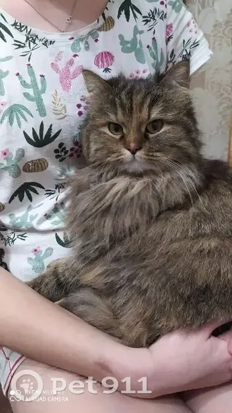 Пропала кошка, улица Космонавтов, 7А, Чусовой - разношëрстная, пушистая - photo