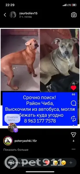 Пропала собака, проспект Героев Отечества, Владикавказ - девочка, пугливая - photo