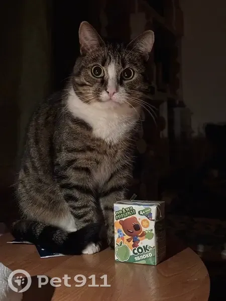 Пропала кошка, мужской, Октябрьская улица, 33, Северодвинск - леопардовый окрас на спинке - photo