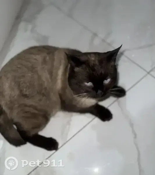 Пропал кот, 3-я улица, 182, Ставрополь - сиамский окрас - photo