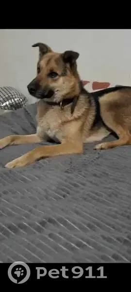 Пропал собака, Миловский сельсовет, Башкортостан - метис овчарки, 1 год 3 месяца - photo