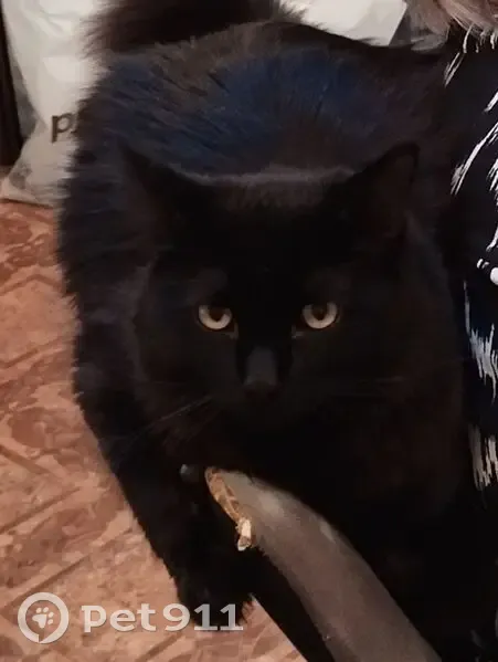 Пропал кот, улица Бочкарёва, 11Б, Салават - черный пушистый - photo