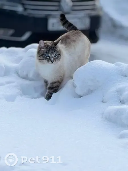Пропал кот, Акбердинский сельсовет, Башкортостан - ласковый и красивый - photo