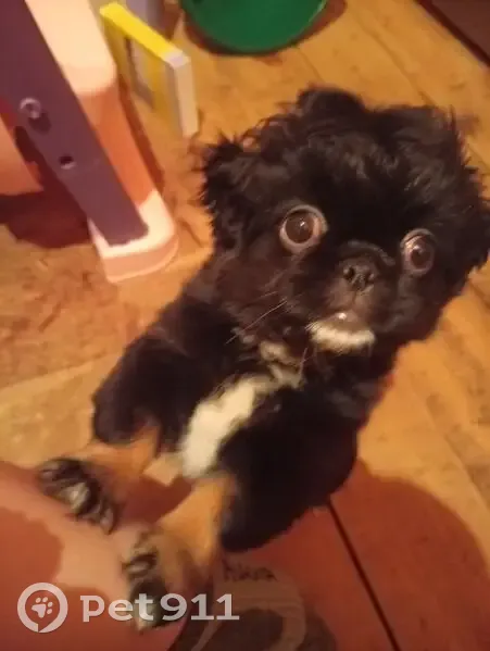 Пропала собака, женская, Улан-Удэ, Бурятия - photo