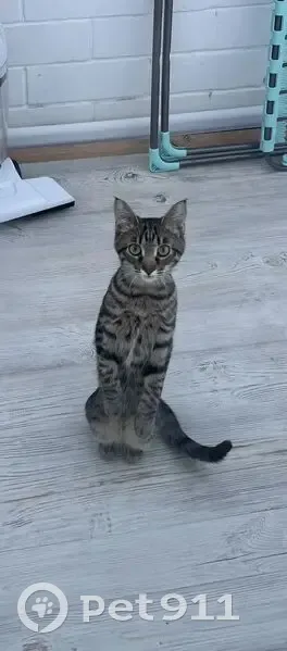 Пропала кошка, улица Йывана Кырли, 35А, Йошкар-Ола - серый окрас, 5 месяцев - photo