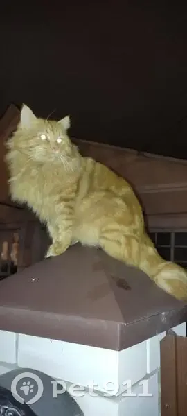 Пропал кот, Белорусская улица, городской округ Липецк - рыжий, крупный с коротким хвостом - photo