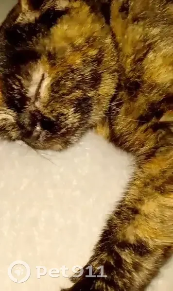 Пропала кошка, улица Каримова, Махачкала - кормящая, проблемы со здоровьем - photo