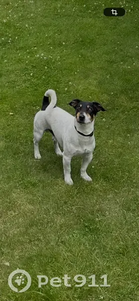 Пропал собака, 34Н-3, Кузьмищенское - ушел гулять с СНТ Гвардеец - photo