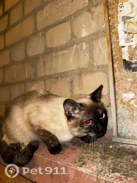 Найден кошка, улица Кузнецова, 13, Волгоград - порода сиамская - photo