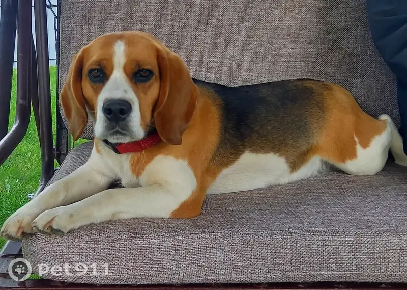 Пропала собака, Ромашковая улица, 13, городской округ Тамбов - порода Бигль, кличка Ева - photo