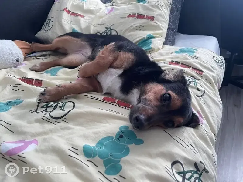 Пропала собака, женский пол, проспект Свердлова, 86, Дзержинск - черно-коричневая с белой грудкой - photo