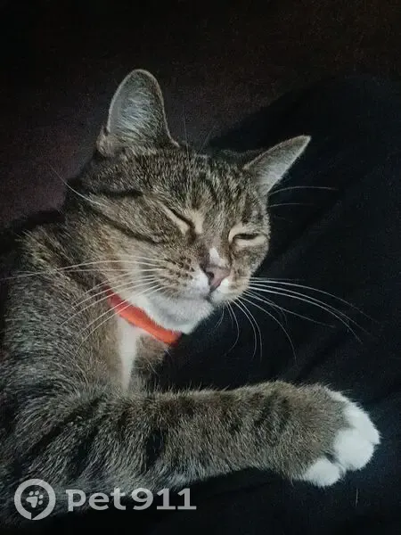 Пропала кошка, улица Красных Зорь, Краснодар - полосатая серая, на лапке катетер - photo