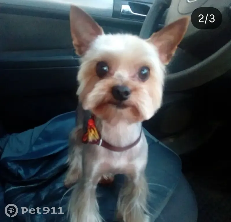 Пропала собака, Берёзовый проезд, 6, Новозыбков - старенькая и не слышит - photo