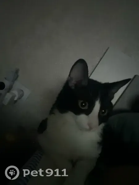 Пропал кот, улица Аккочкарова, 32, Элиста - черное пятнышко на подбородке - photo