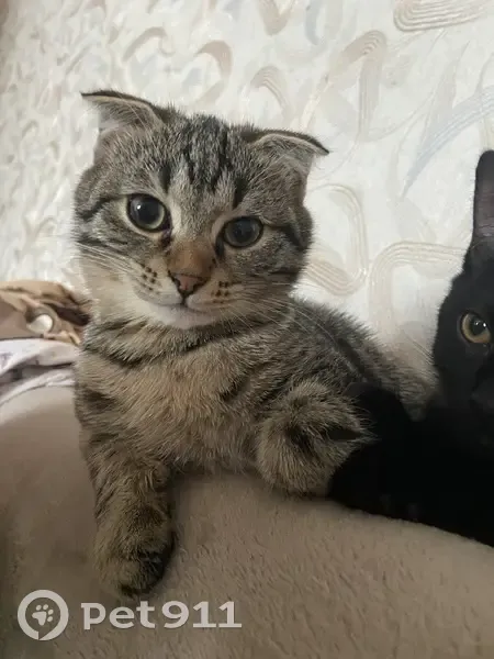 Пропала кошка, улица Ивана Черных, Томск - вислоухая с сломанным хвостом - photo