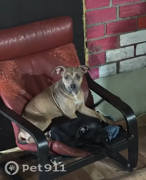 Пропала собака, проспект Героев Отечества, Владикавказ - photo