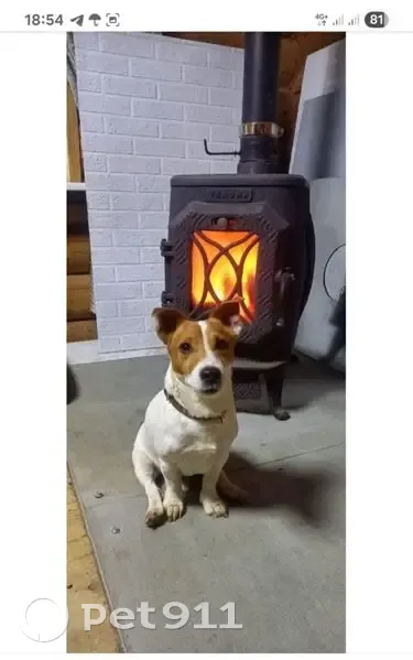 Пропал собака, Гусево, Калужская область - джек рассел, мальчик - photo