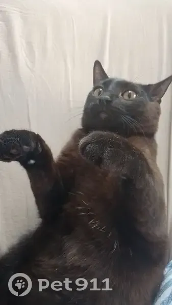 Пропал кот, улица Островского, 21/1, Сургут - коричневый мраморный окрас - photo