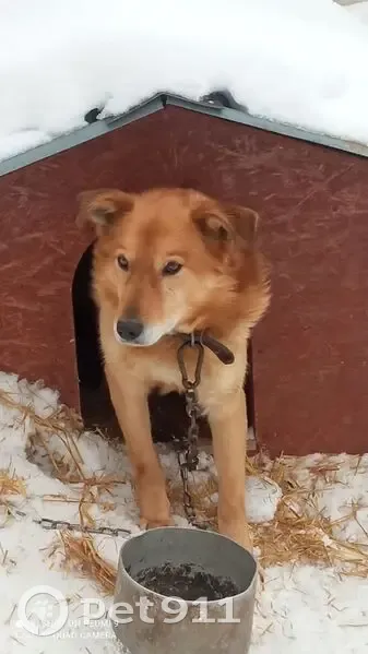 Пропал собака, мужской, улица Ярославского, 12, городской округ Ижевск - темно-рыжего цвета - photo