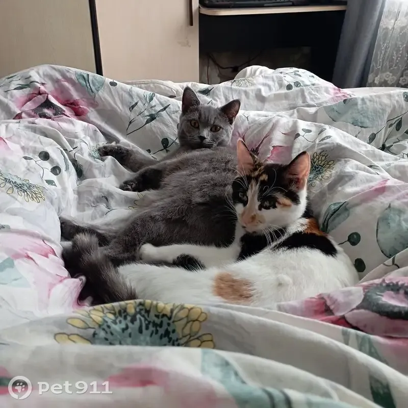 Пропала кошка, Спартаковская улица, 43, Ярославль - белая трёхшерстная - photo