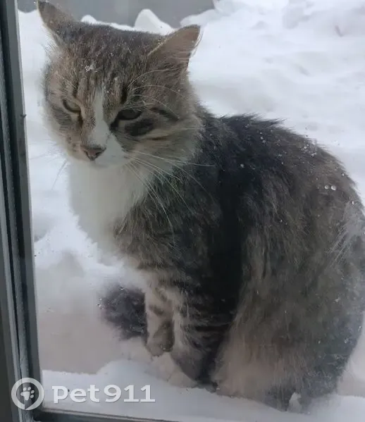Пропал кот, улица Ярославского, 9, городской округ Ижевск - серо-черный окрас, зелёные глаза - photo