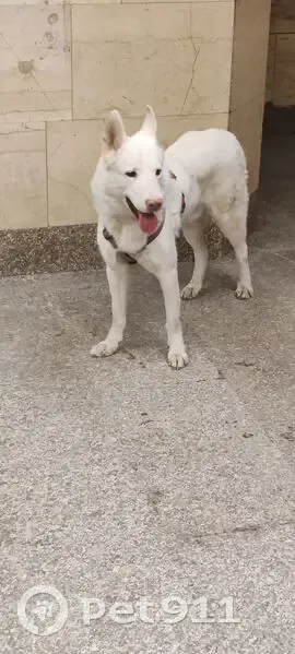 Найдена собака, проспект Добролюбова, 20 к6, Санкт-Петербург — розовая шлейка - photo